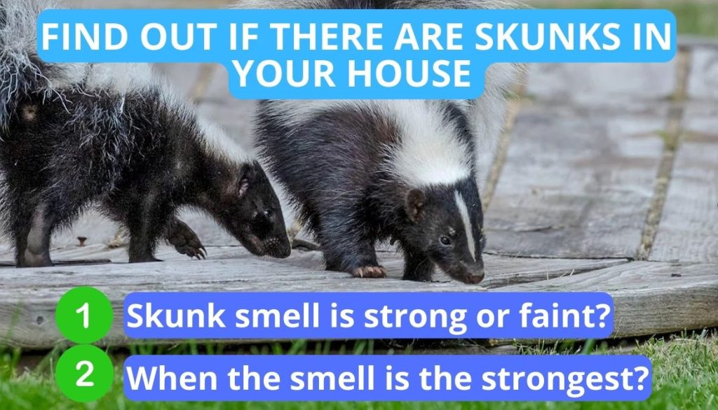 The Skunk Smell In the House Dangerous 4 Ways To Get Rid It