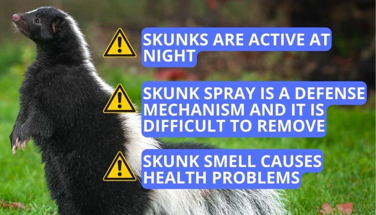 Why Does It Smell Like Skunk In My House verywellhome.com