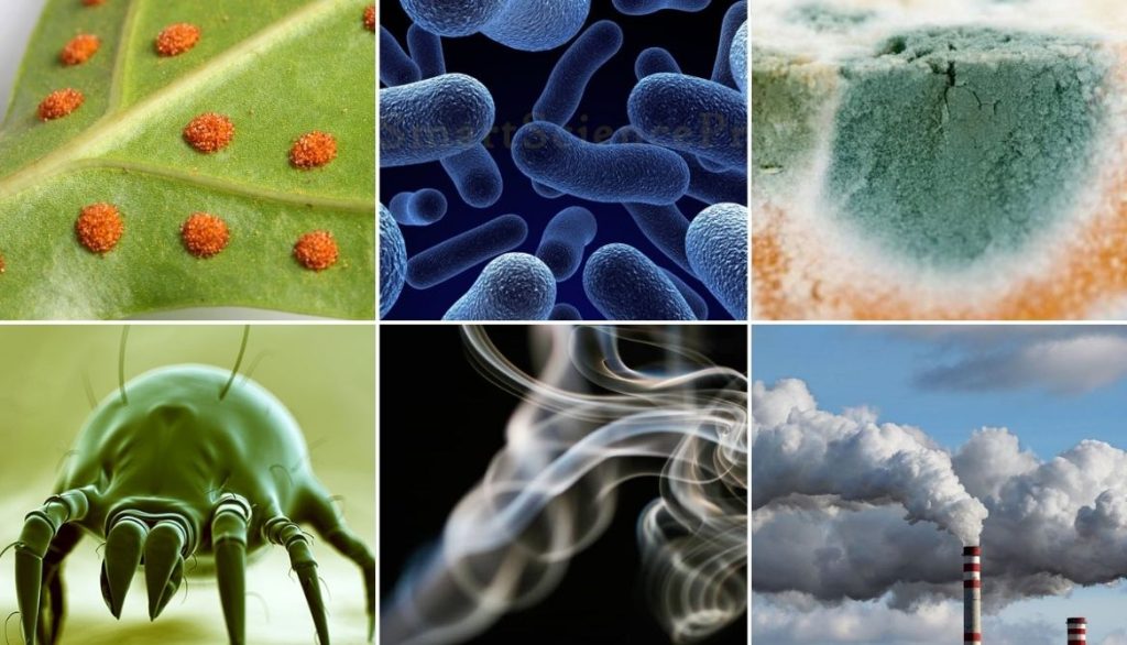 Air Purifier vs Air Filter Which is the Best Pick?