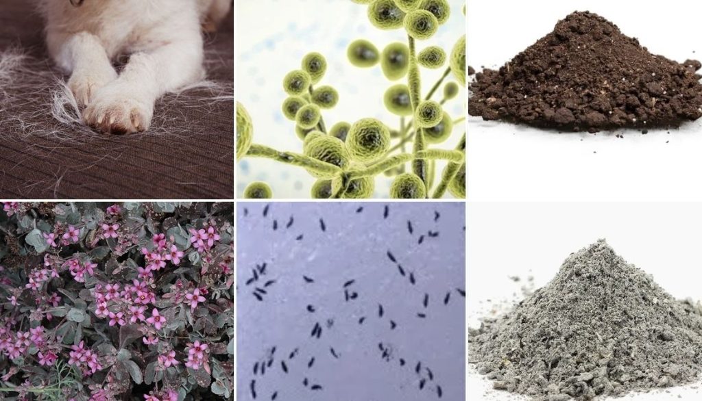 Air Purifier vs Air Filter Which is the Best Pick?